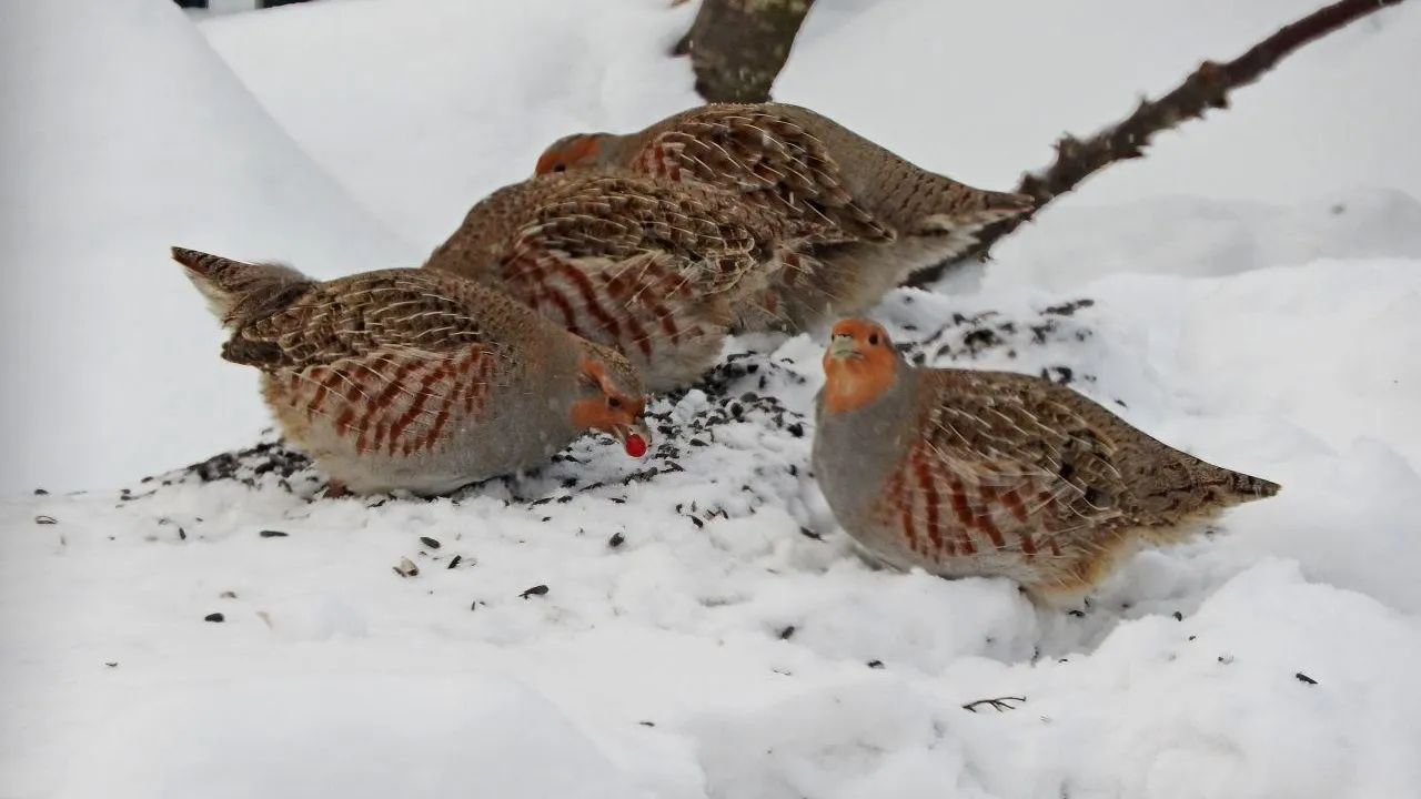 Ирина Столярова