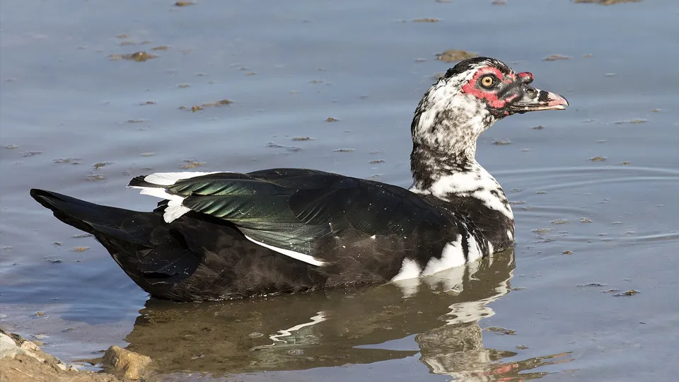 Фото: сommons.wikimedia/Zeynel Cebeci