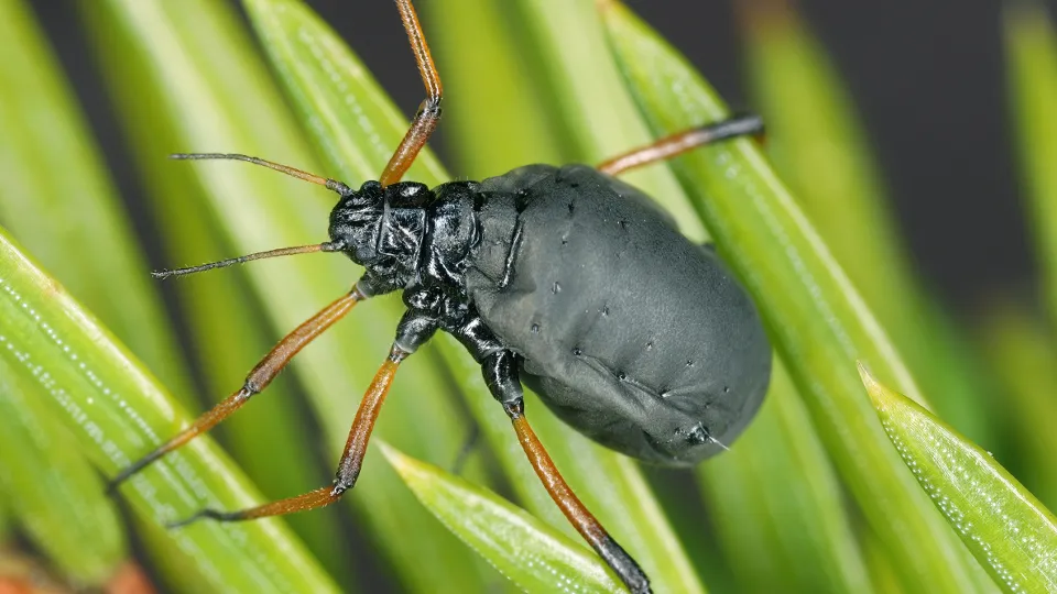 Фото: istockphoto.com/Cinara
