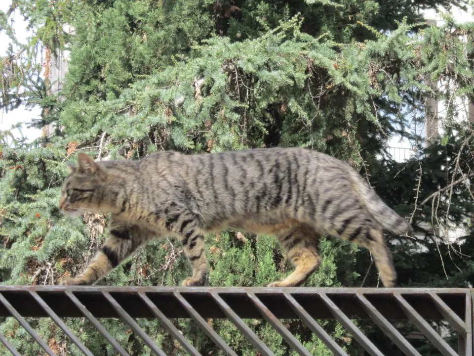 Фото: Олег Книжник