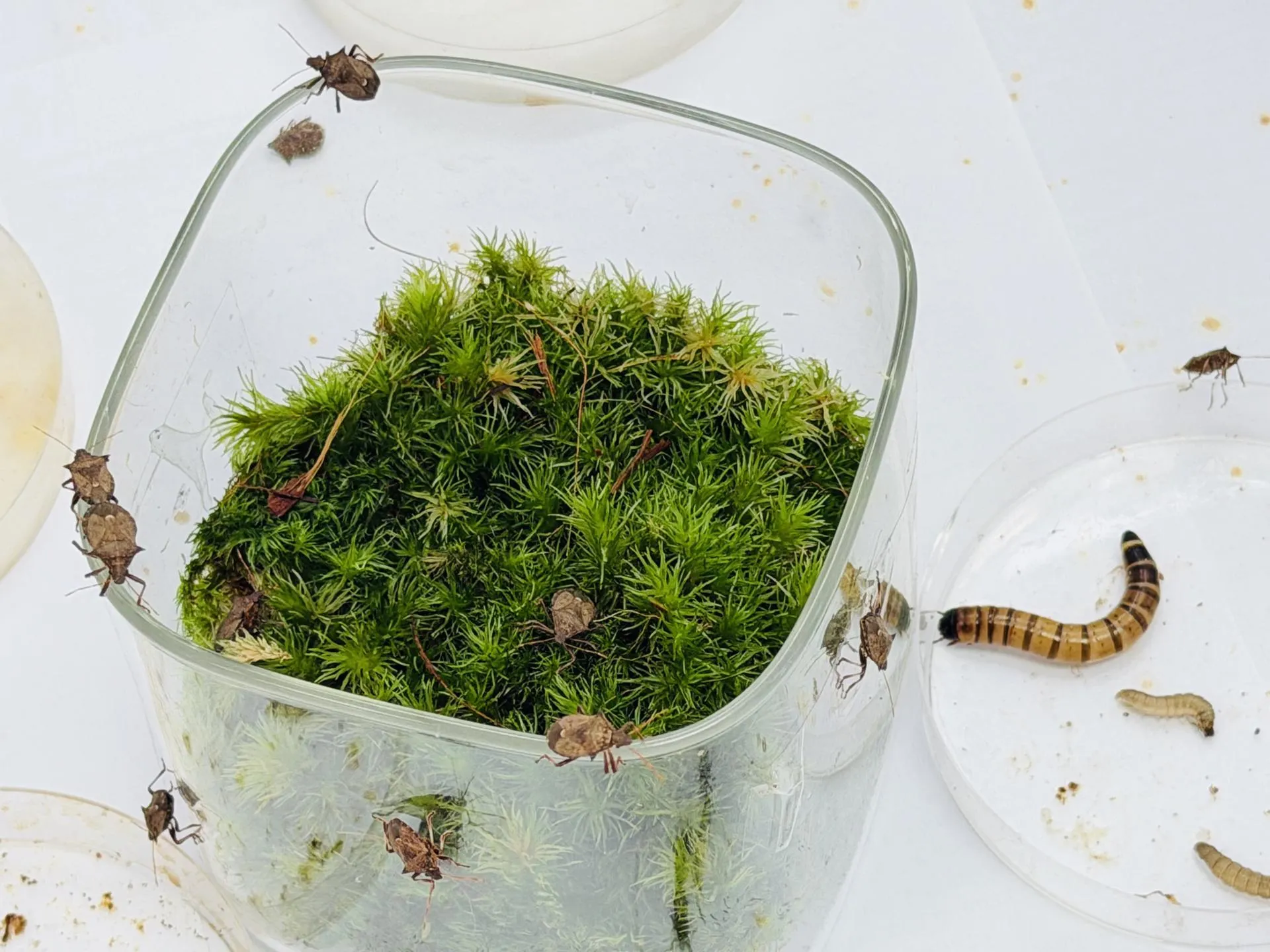 МедиаБанк Подмосковья/Ольга Стаферова