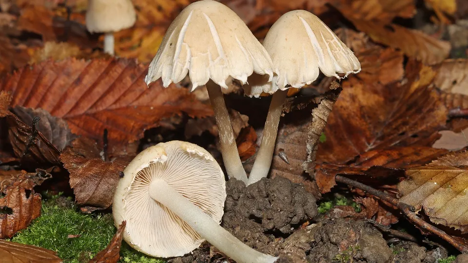 Фото: istockphoto.com/STEPHANE ETIENNE