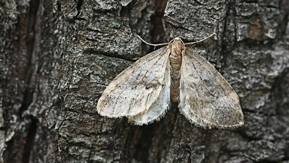 Фото: Комитет лесного хозяйства Московской области