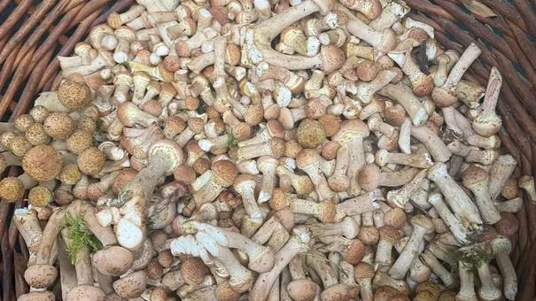 Фото соцсети.