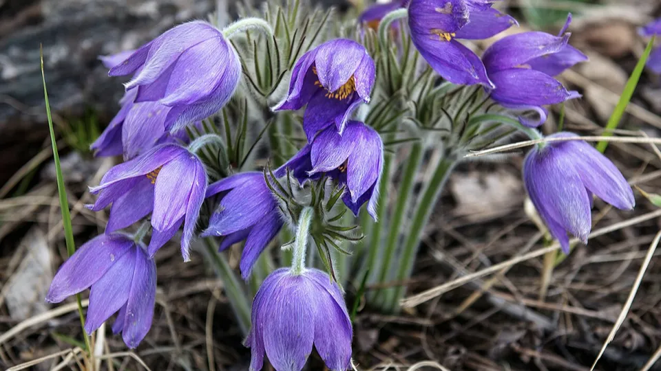 Фото: сommons.wikimedia/Azmanova Natalia