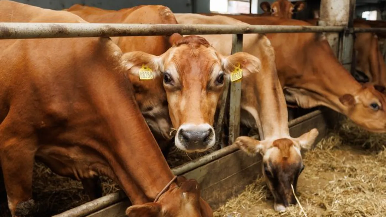 медиасток.рф