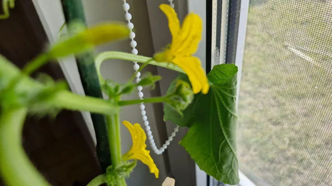 REGIONS/Наталья Надточая