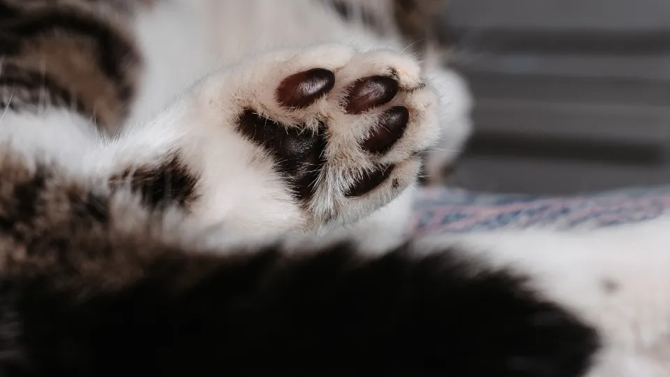 Фото: freepik.com