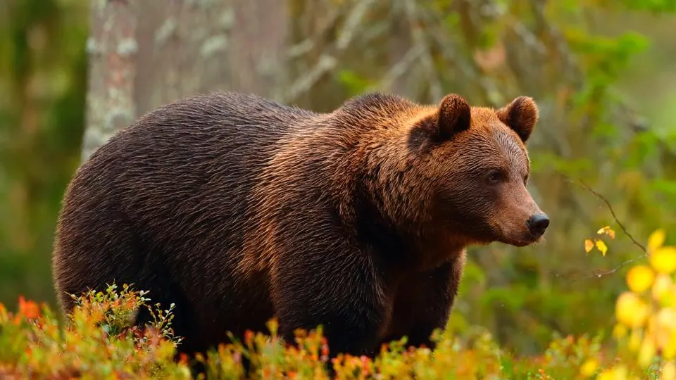 «Чтобы быстрее приехали». Мужчина соврал врачам о нападении медведя на подругу