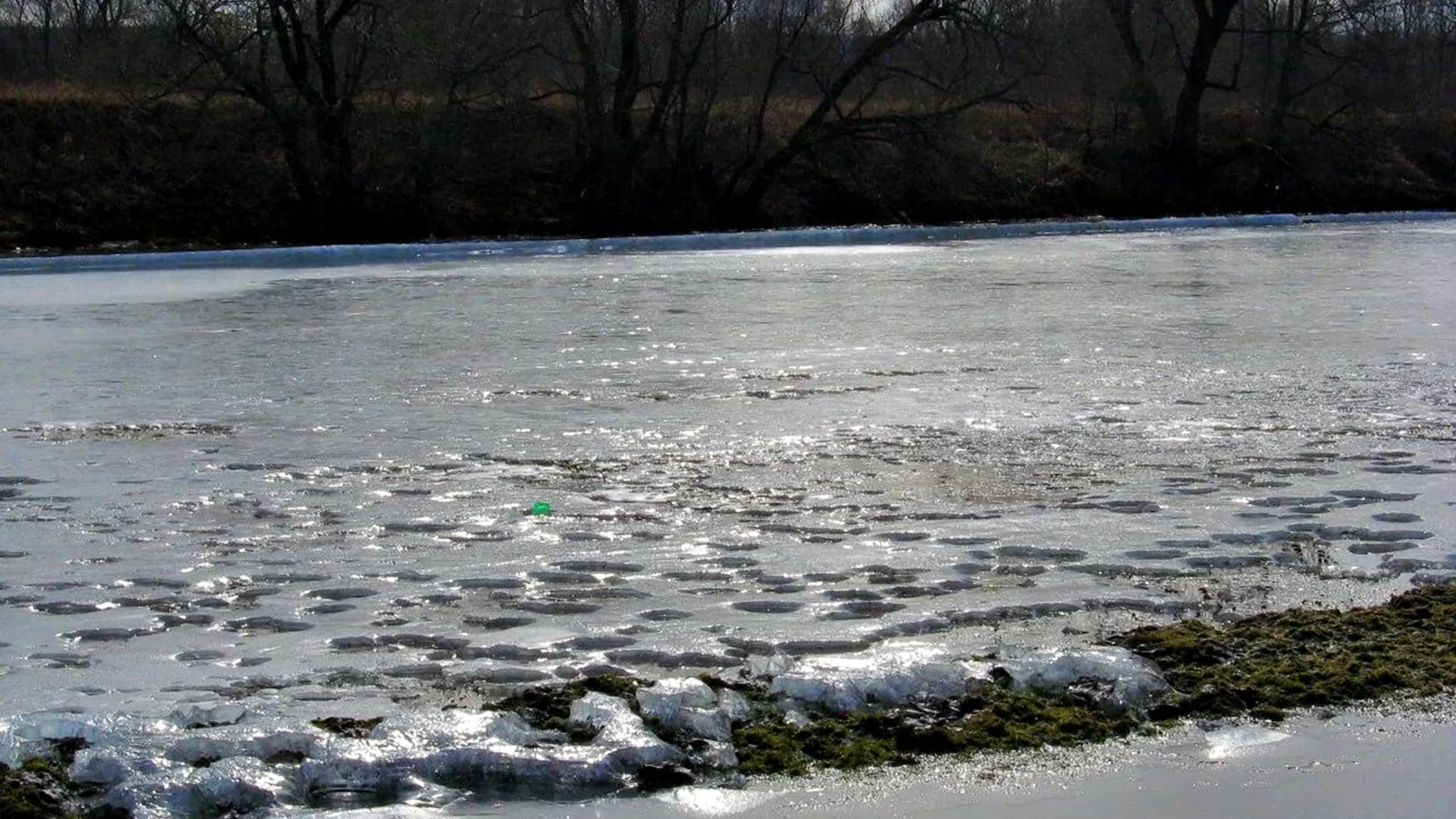 Фото: Комитет лесного хозяйства МО