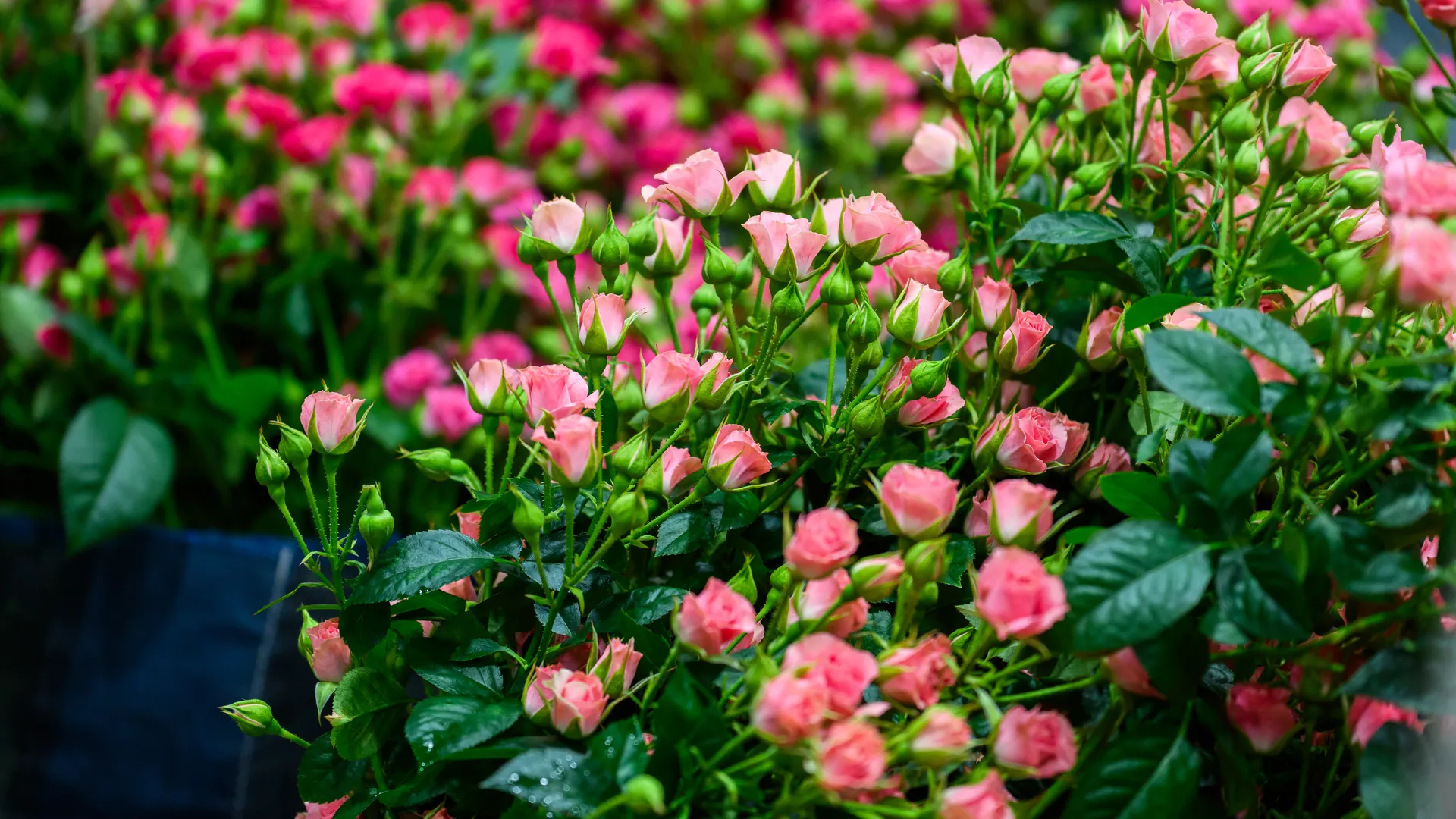 медиасток.рф