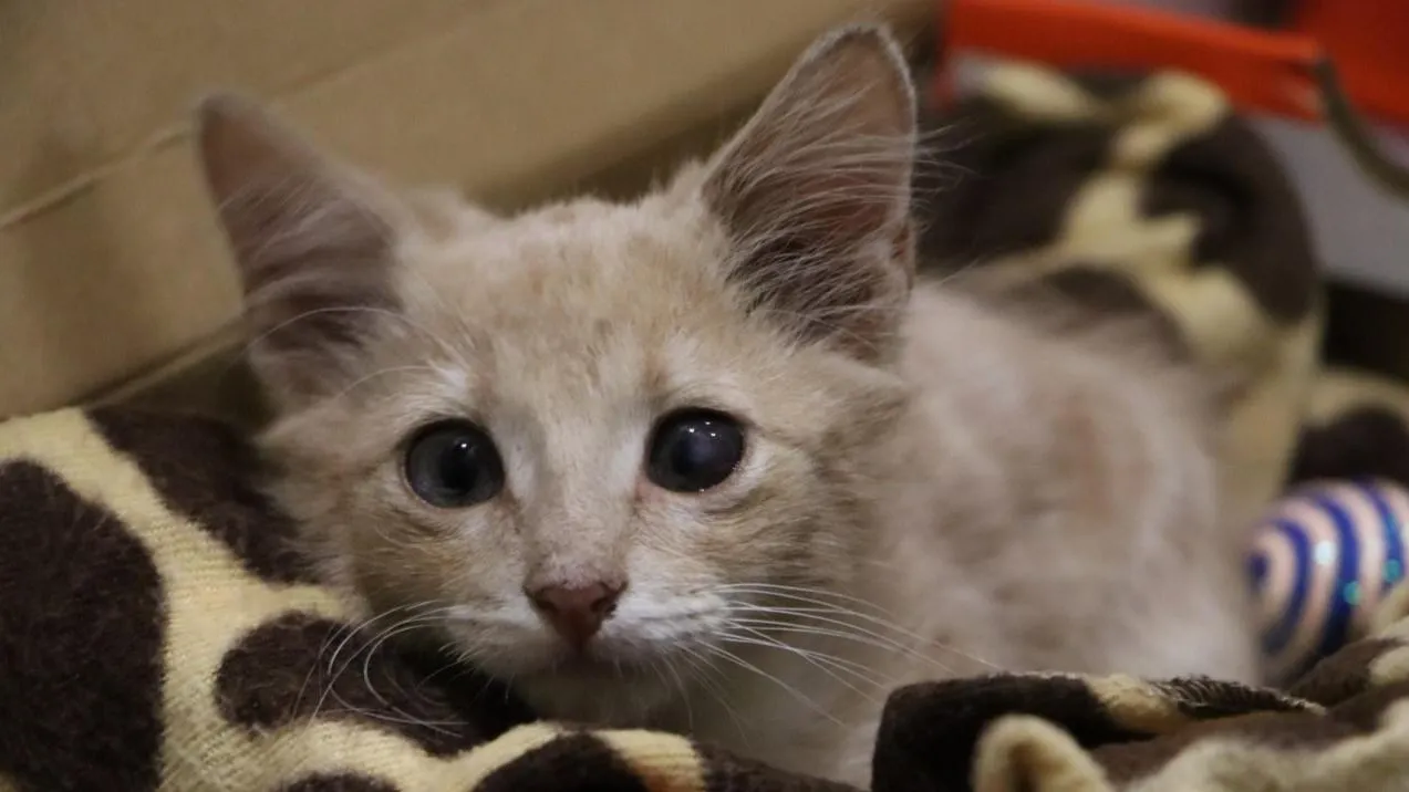 медиасток.рф