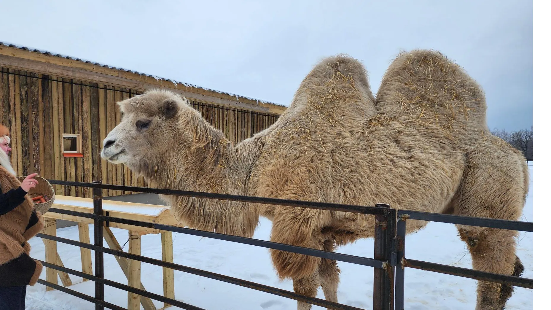 фото: Александр Степушкин