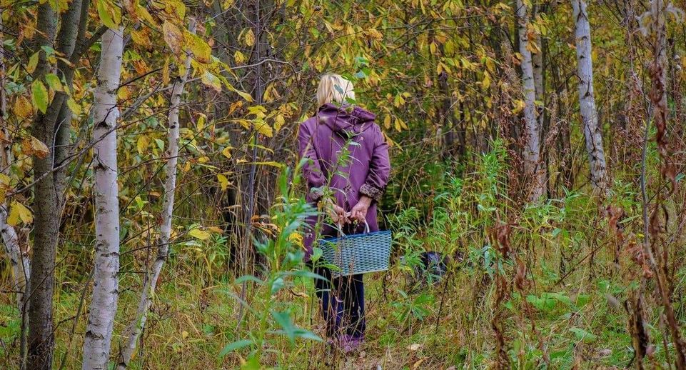 Комлесхоз Подмосковья напомнил о правилах безопасности при походе в лес