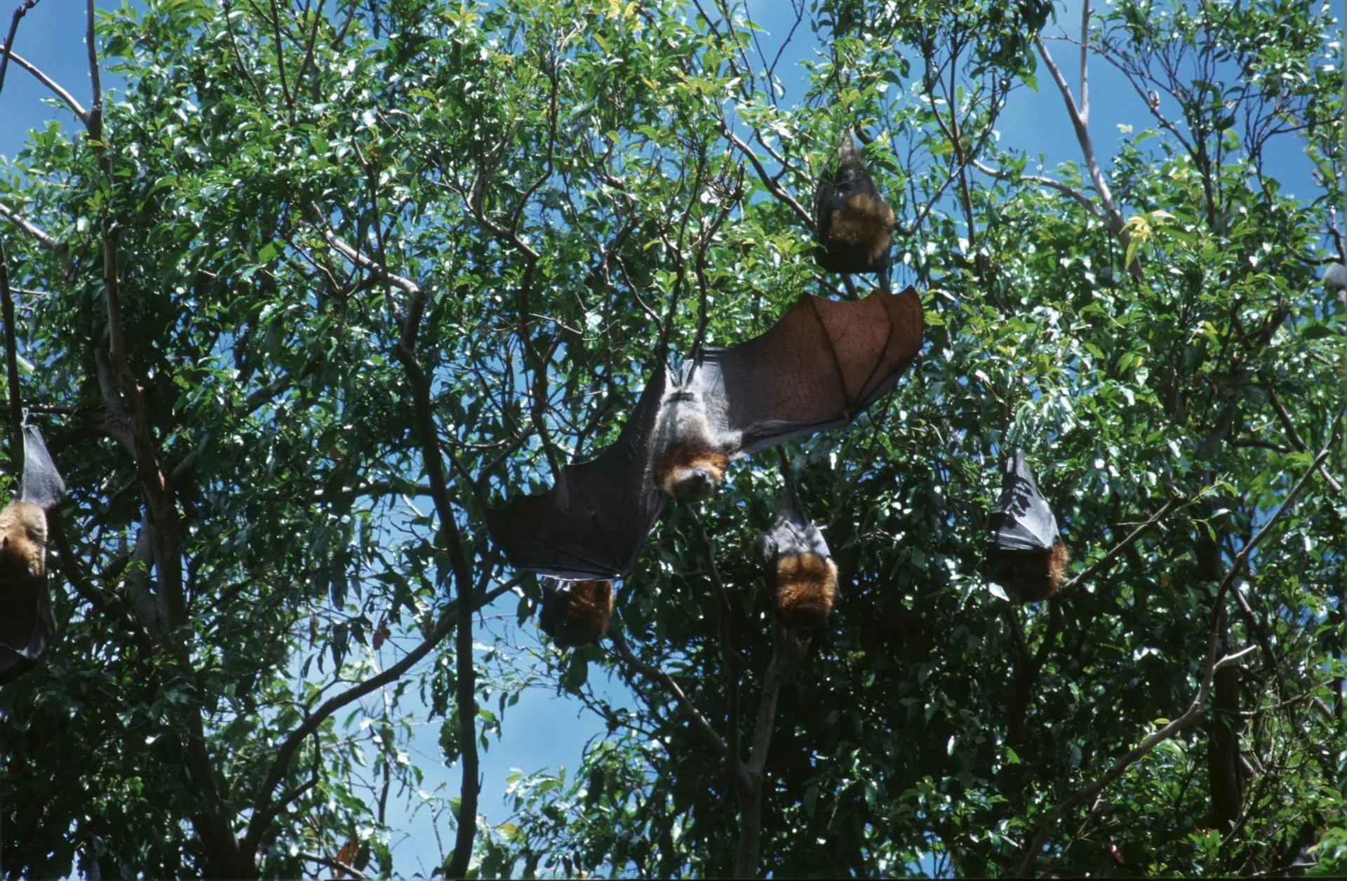 Vadim Nekrasov/Russian Look