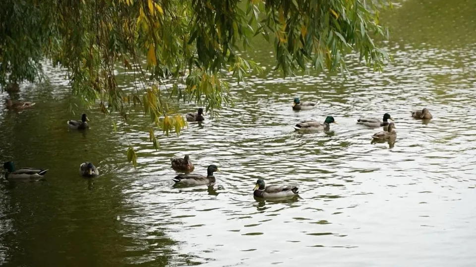Фото: Министерство сельского хозяйства и продовольствия Московской области