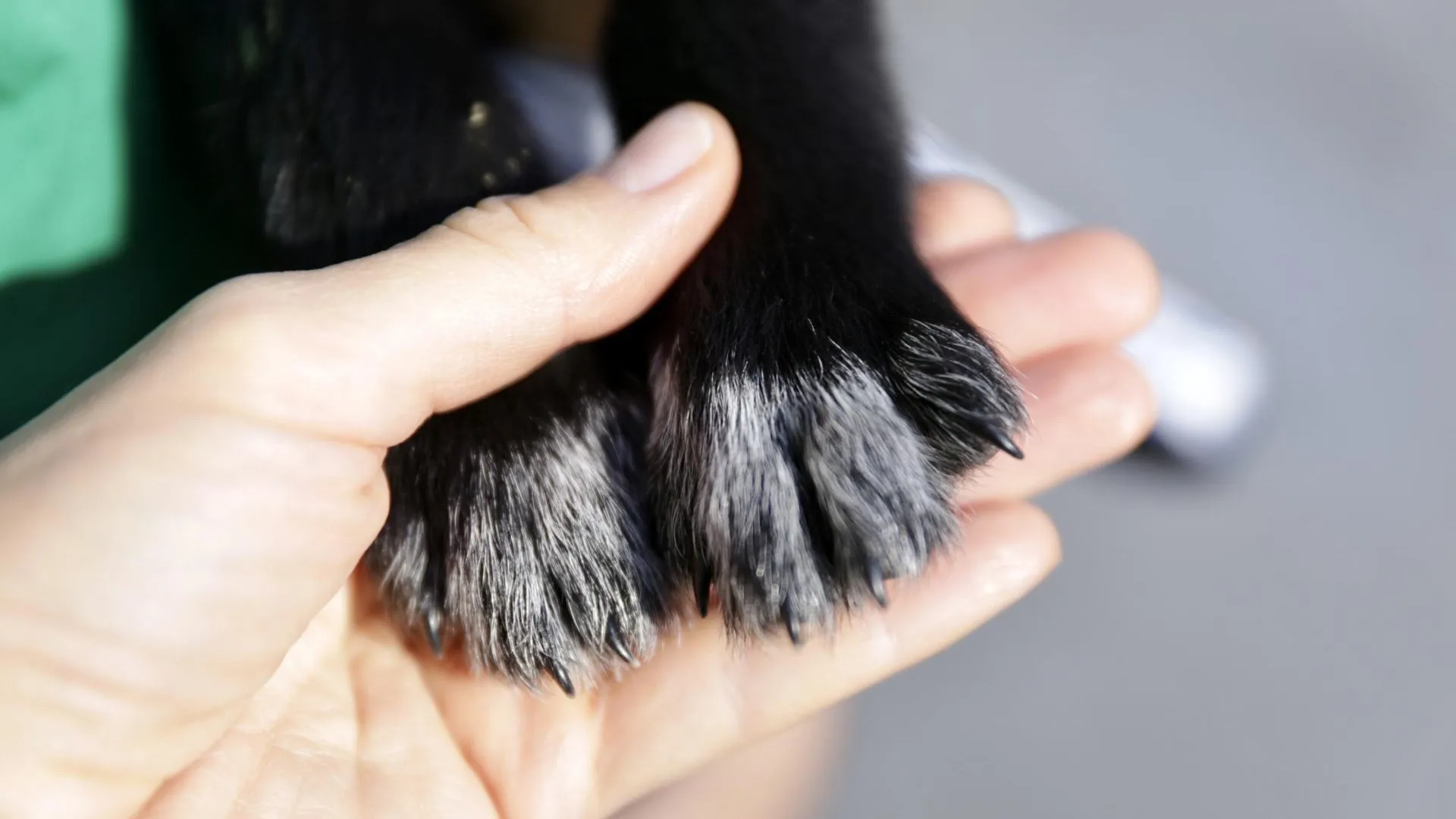 Администрация городского округа Солнечногорск