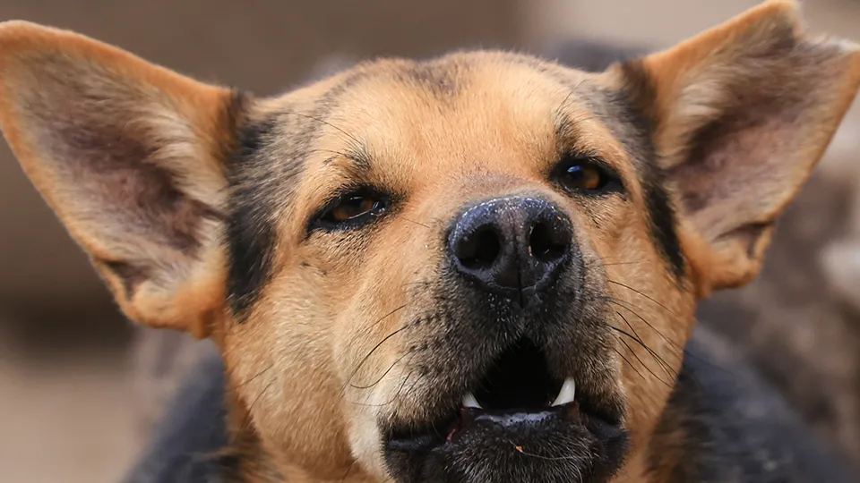 Фото: ТАСС/Александр Рюмин
