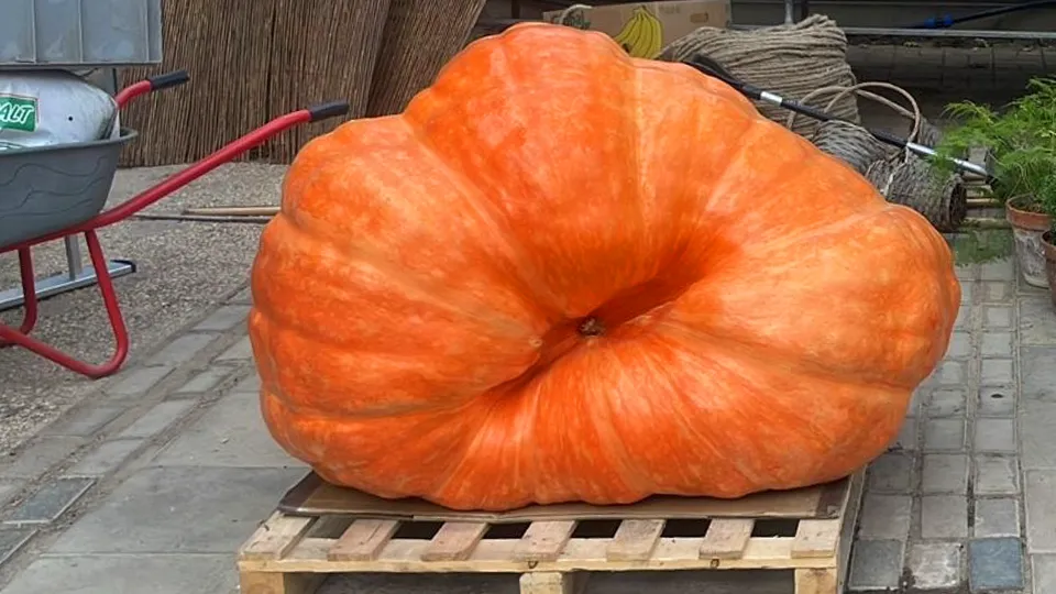 Фото: личный архив Алины Романовой