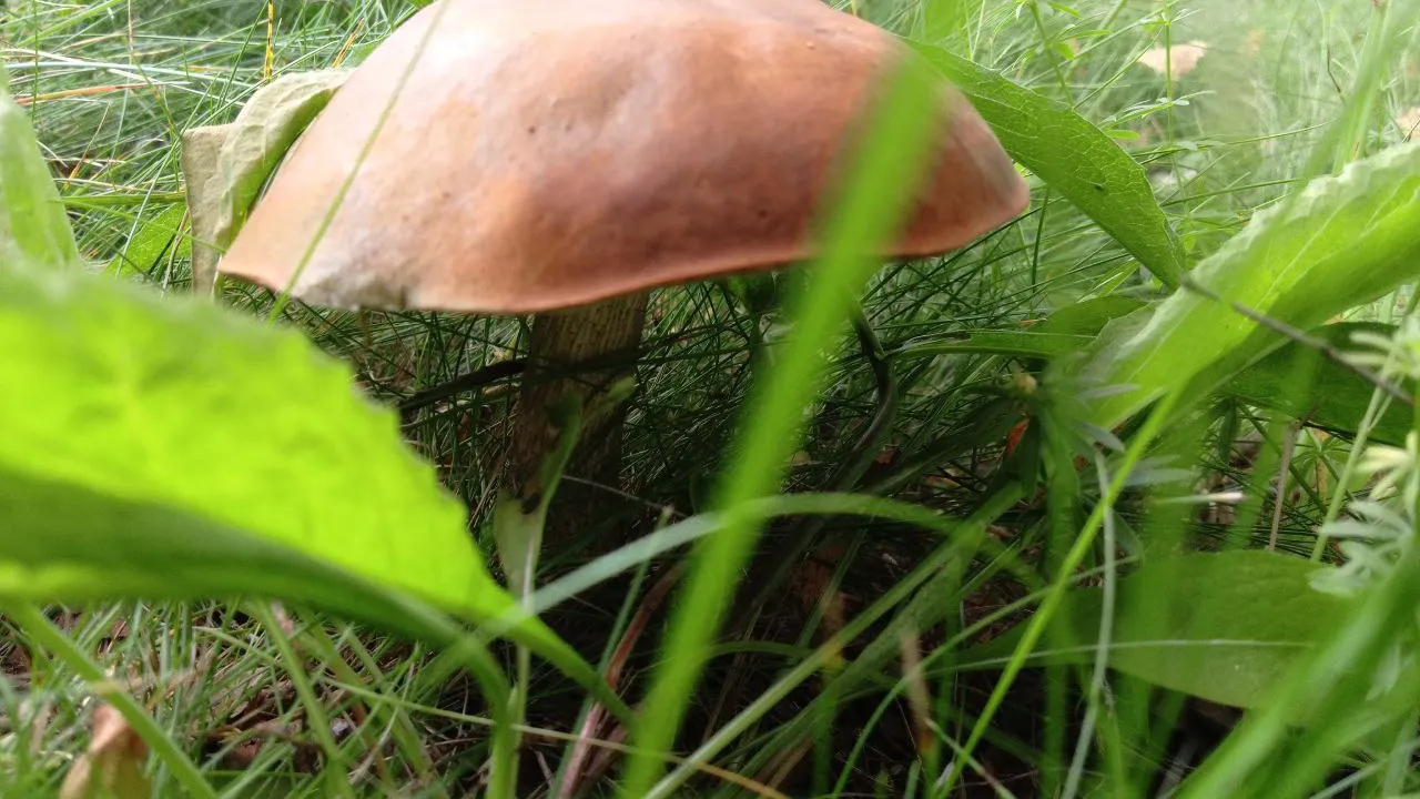 Фото: REGIONS/Василий Тремасов