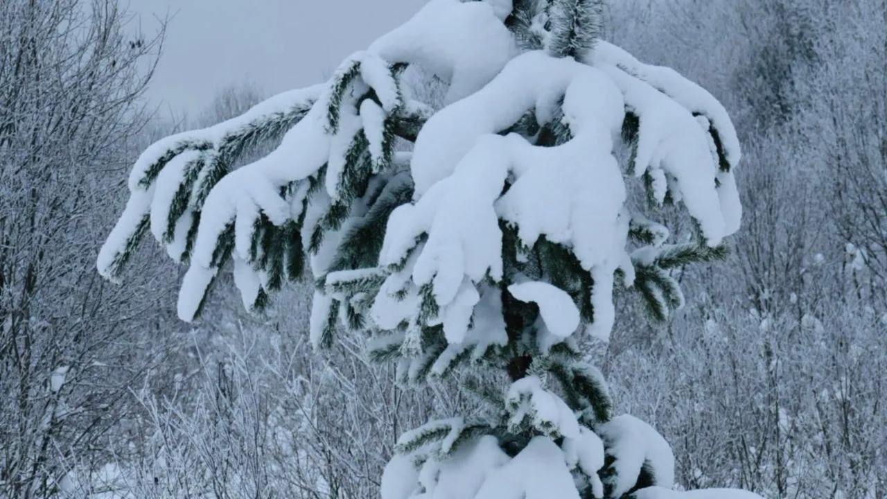 Марина Алифанова