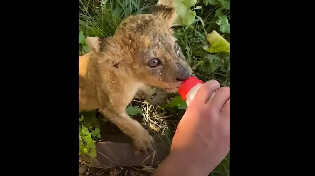 фото: ПАРК ЛЬВОВ ЗЕМЛЯ ПРАЙДА МОСКВА