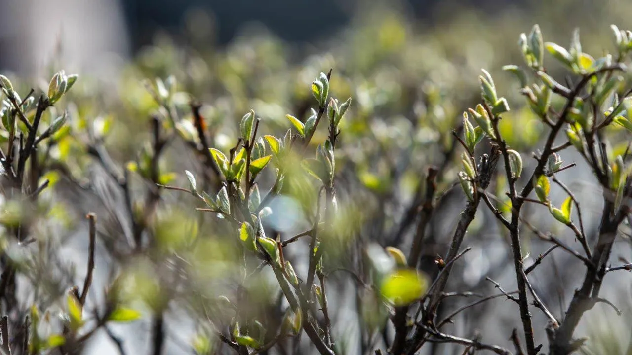 REGIONS/Роман Малышенко