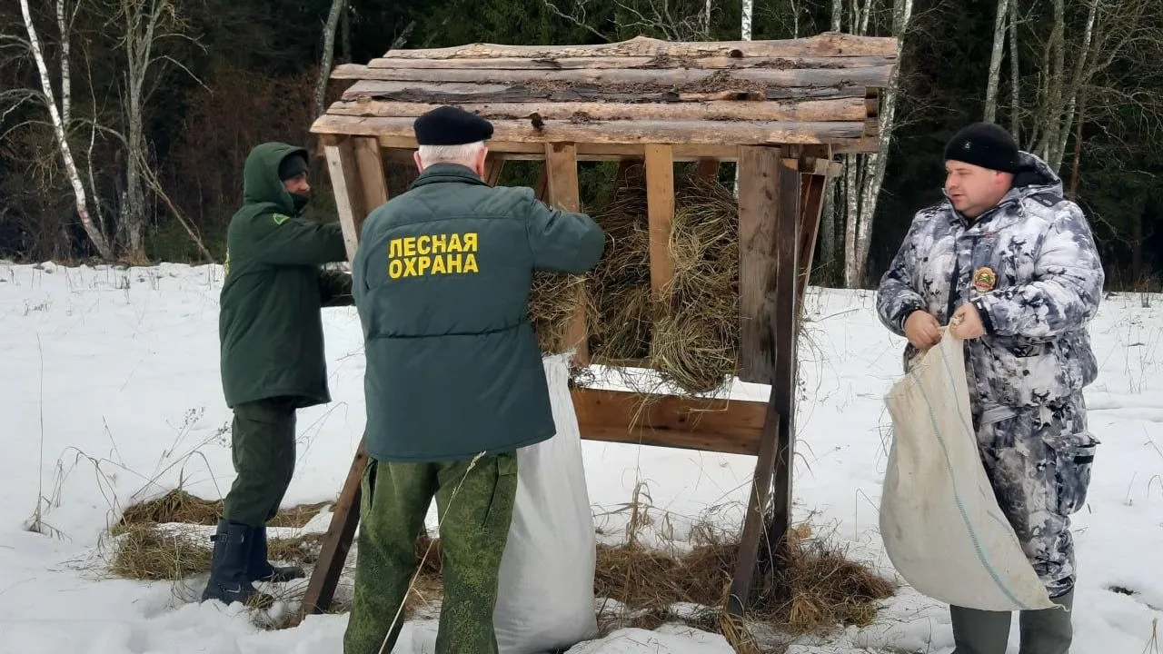 Фото: Комитет лесного хозяйства МО