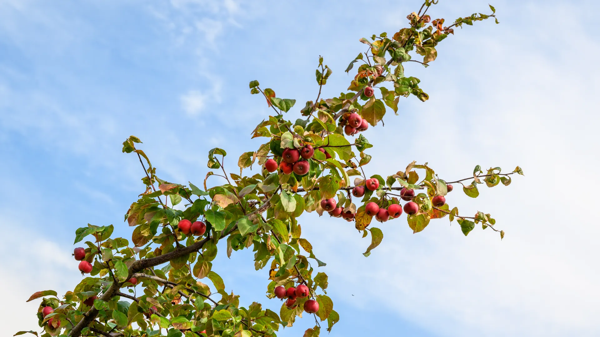 Проснутся щитовки, тля и вишневая муха: чем грозит отказ от весенней обработки сада в марте