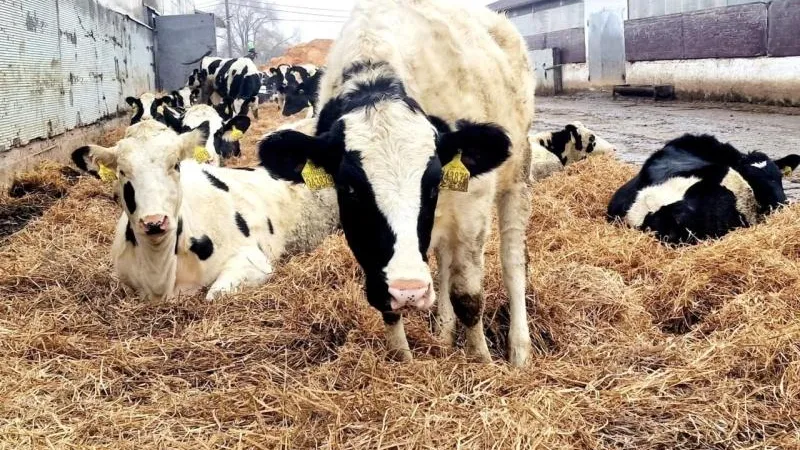 Пресс-служба администрации городского округа Воскресенск