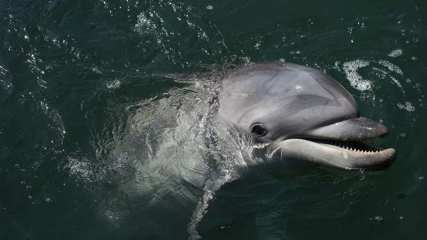 В Чикаго лечат дельфина