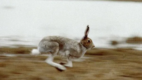 Ученые обнаружили плотоядных зайцев