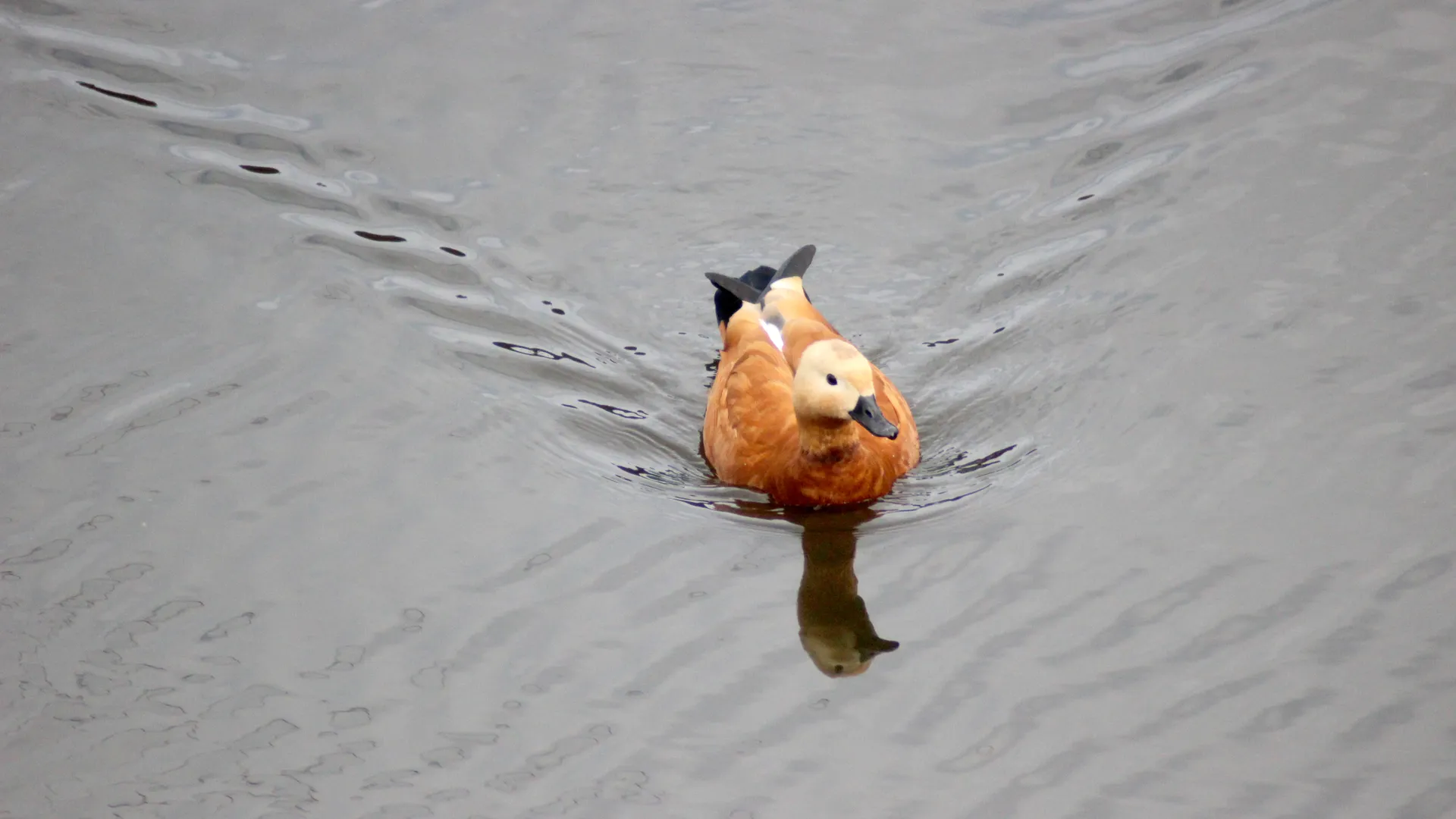 медиасток.рф