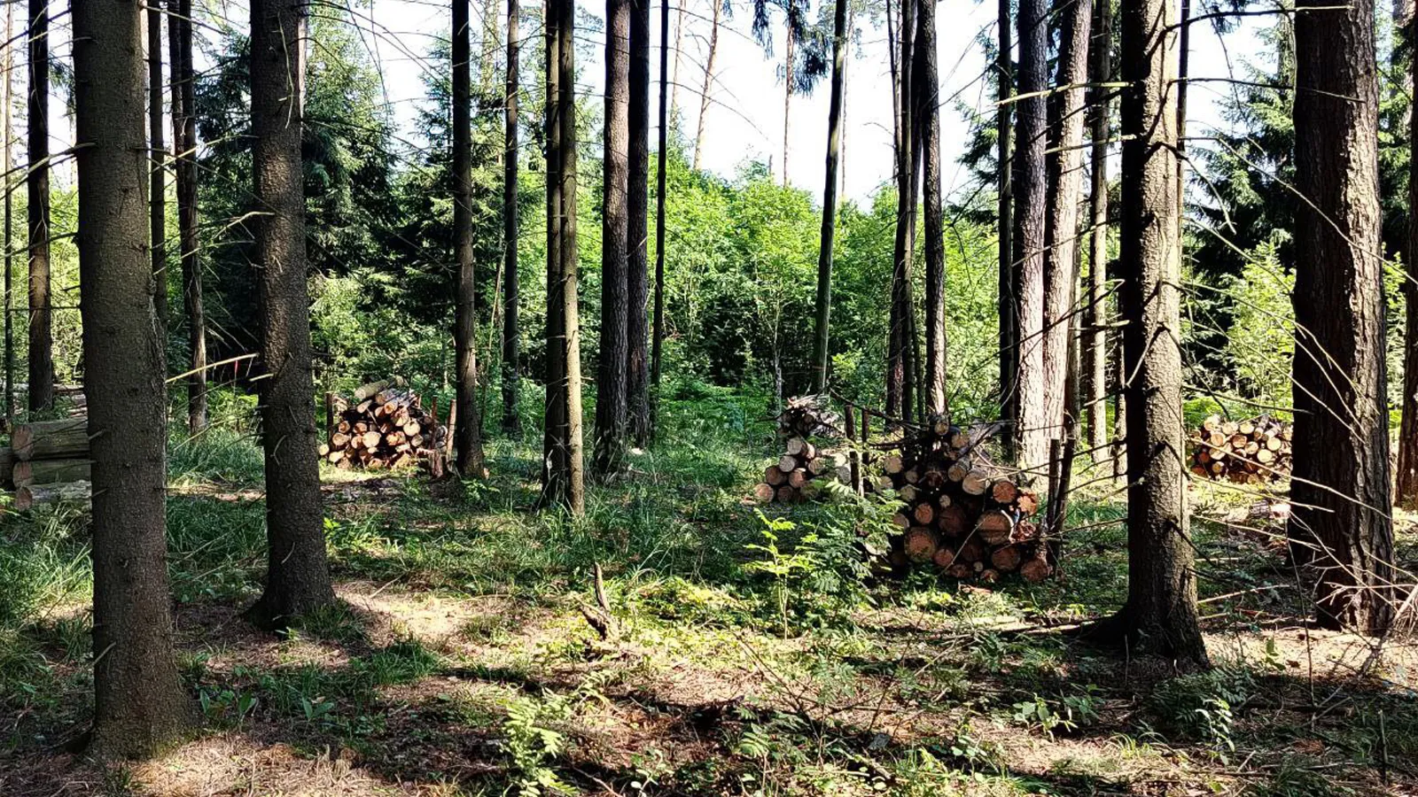 Фото: Комлесхоз МО