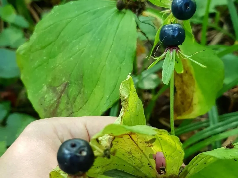 Вороний глаз. Фото: Мария Аргир.