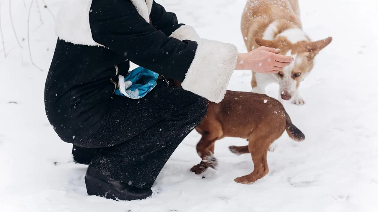 Жительница Новой Москвы заявила о лжеволонтерах, которые сожгли ей дачу и украли двух собак