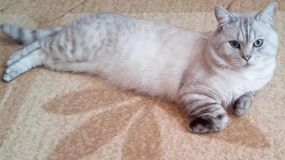 Фото: городская доска объявлений