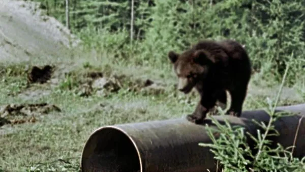 В ЯНАО медведи стали часто попадаться людям