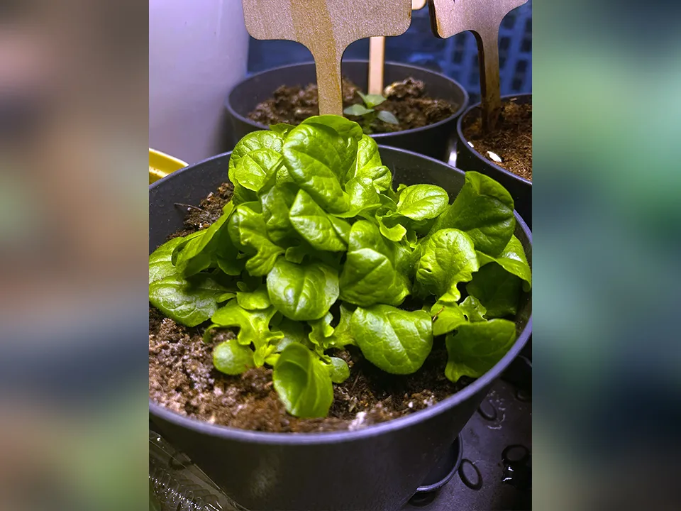 Алина Романова