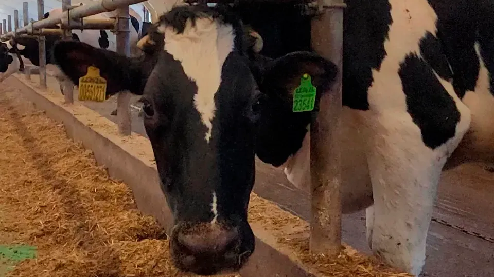 Станислав Орлов