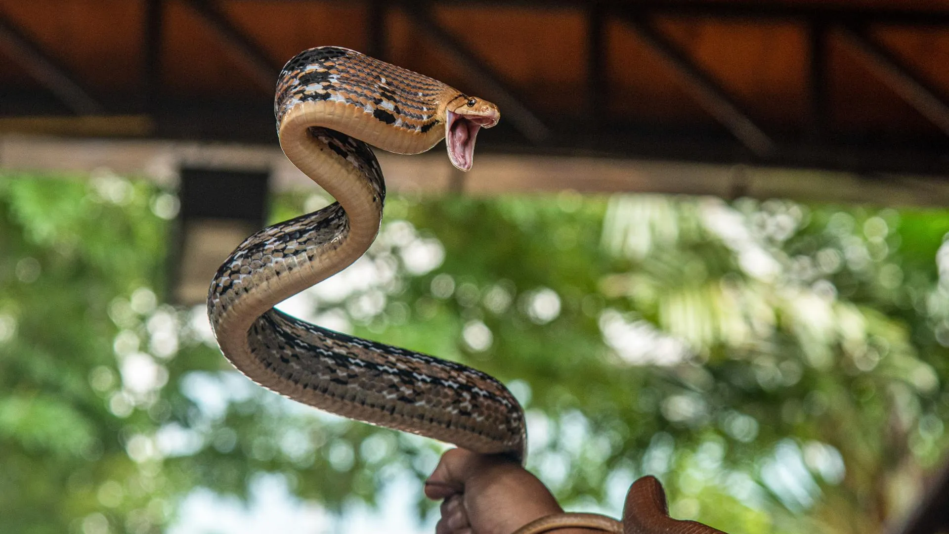 Peerapon Boonyakiat/ Keystone Press Agency