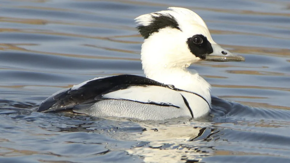 Фото: сommons.wikimedia/Alpsdake