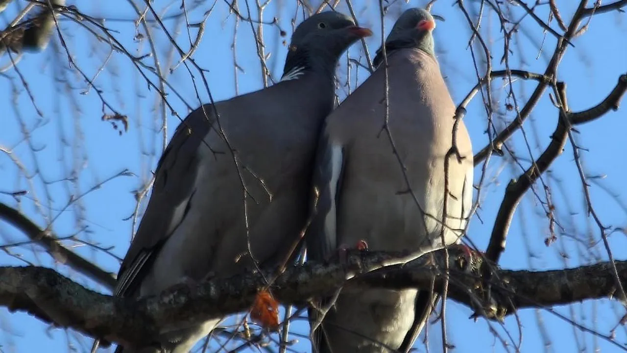 личный архив Константина Кошелева