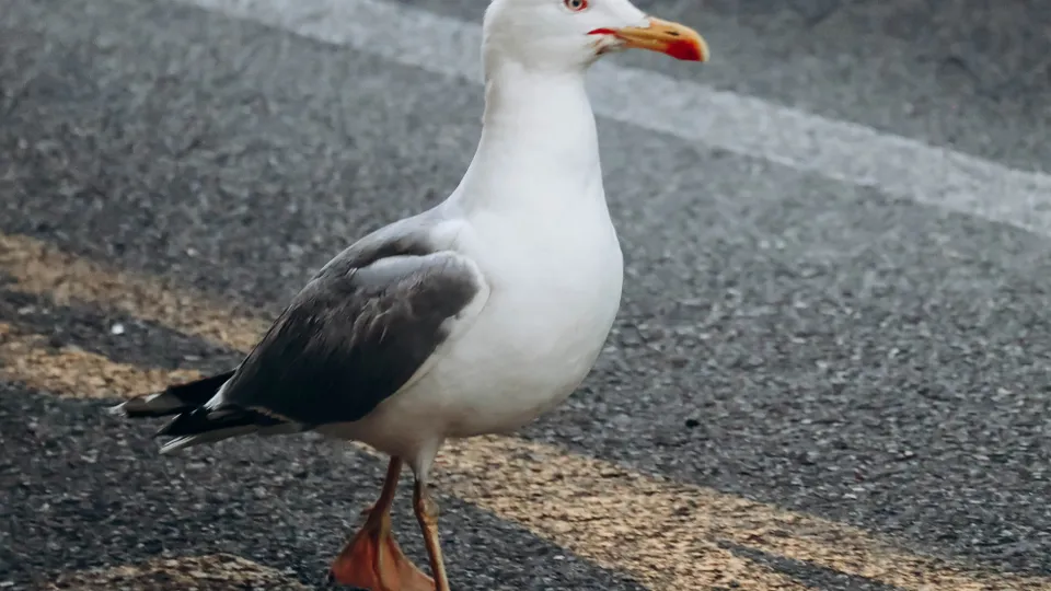 Фото: istockphoto.com/Andrei Antipov