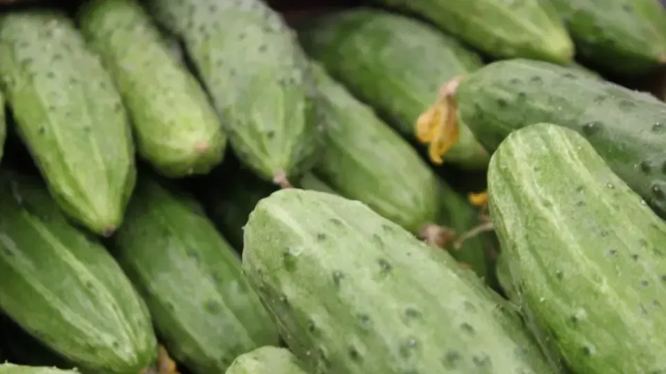 REGIONS/Анастасия Широкая