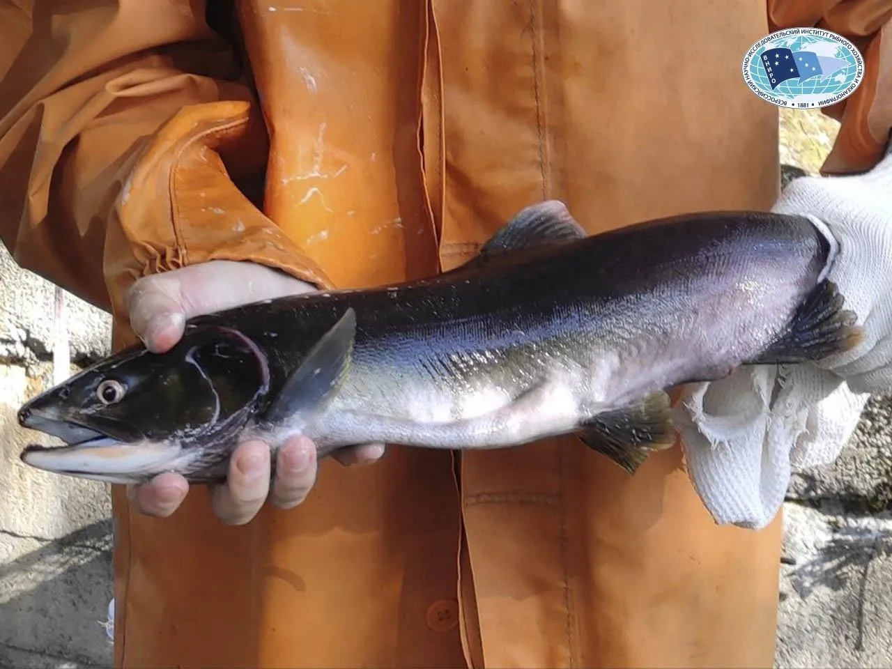 Евгений Рой