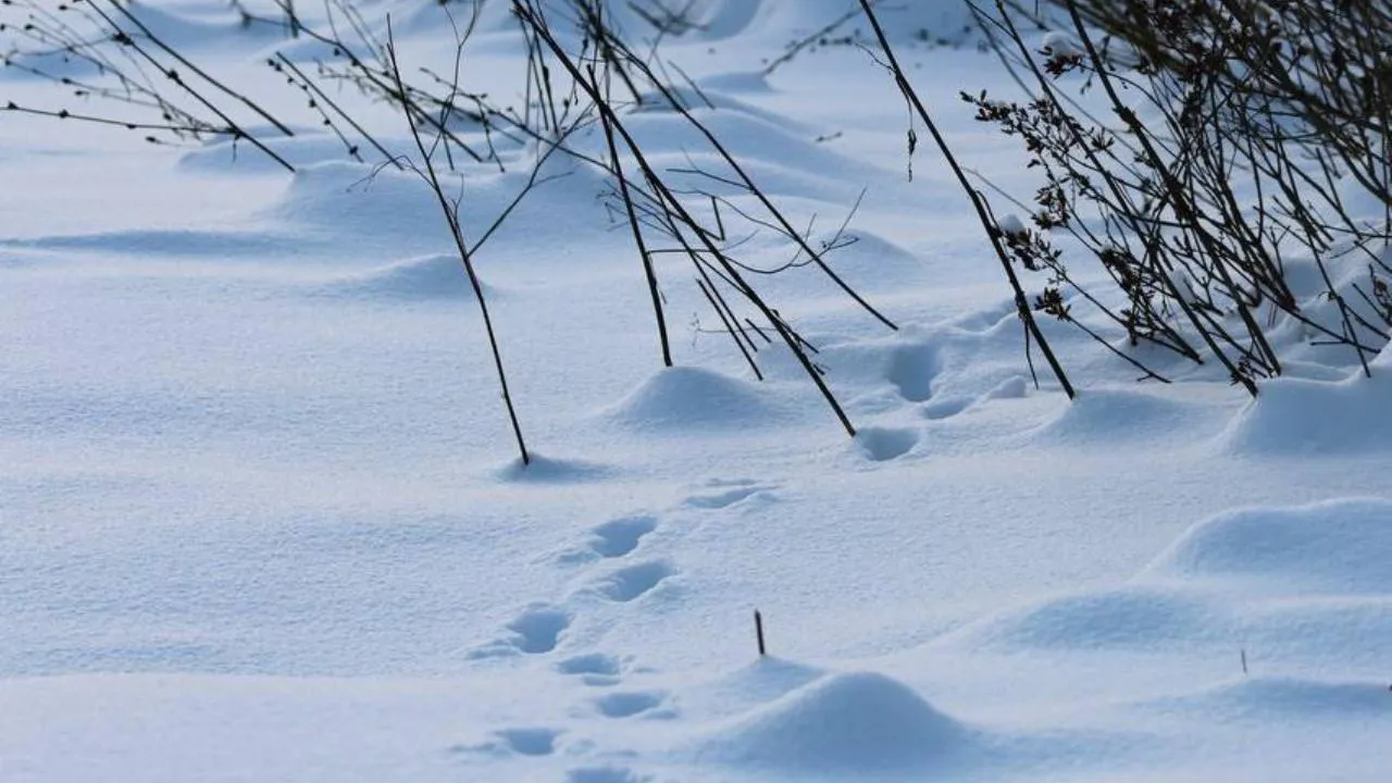 пресс-служба нацпарка "Лосиный остров"