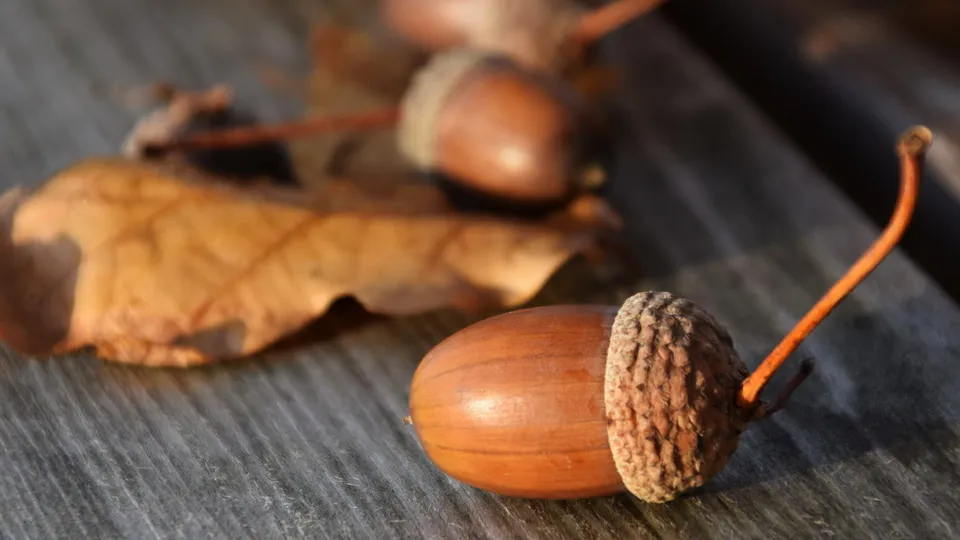 Фото: pxhere.com