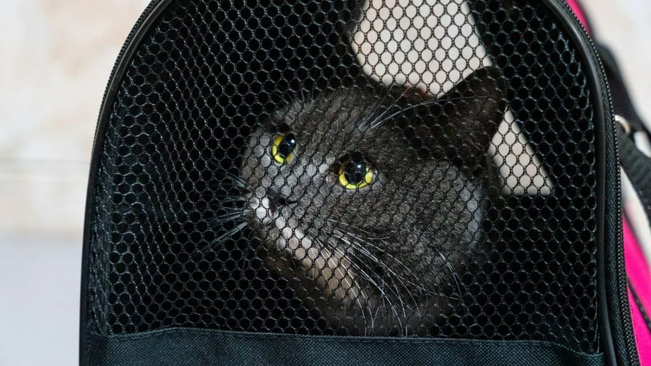 медиасток.рф