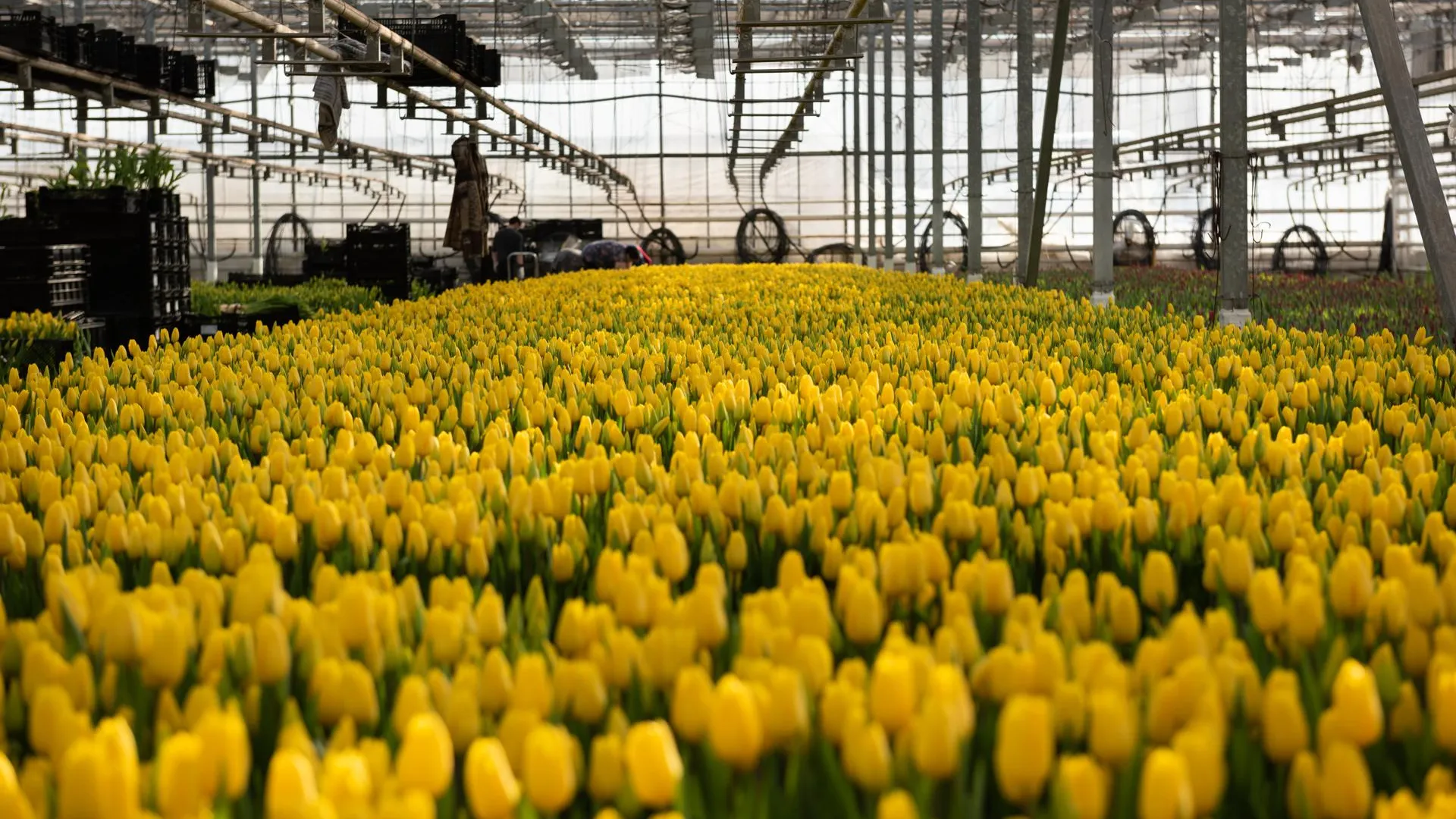 медиасток.рф